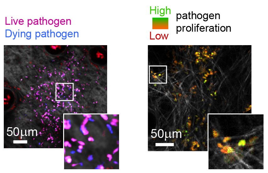 Abbildung Thema Biosensoren